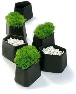 plante_pot